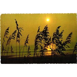 Vintage Moonrise Myrtle Beach Postcard Sea Oats Sunrise 1980 Brandon Sales USA